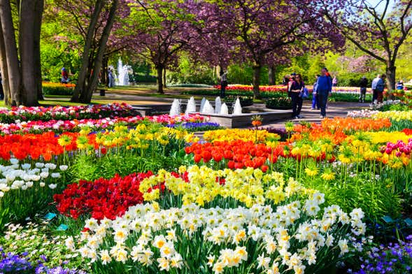 Autobús a Keukenhof con entrada